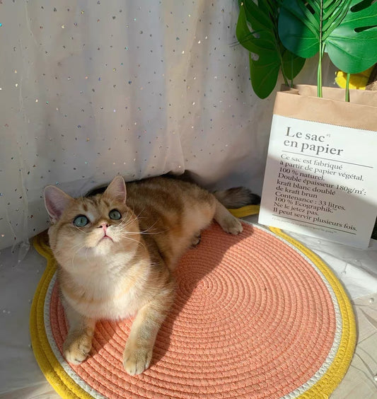 Cat Scratching Board Cattery Decoration